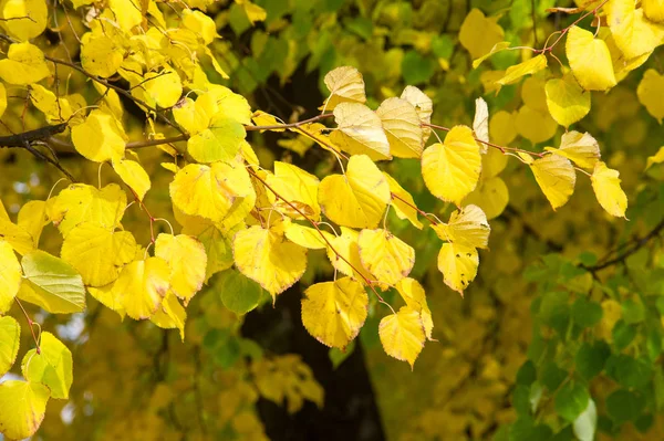 Doku, arka plan, desen. Ihlamur ağacının sarı sonbahar yaprakları