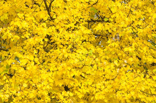 Textura Fundo Padrão Folhas Outono Amarelas Uma Tília — Fotografia de Stock