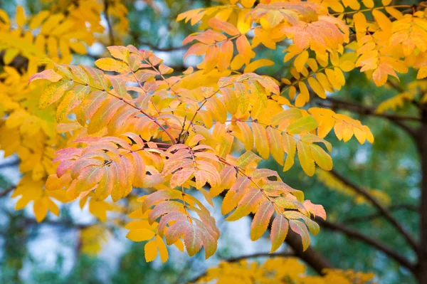Textura Fundo Padrão Folhas Outono Verdes Amarelas Vermelhas Uma Árvore — Fotografia de Stock
