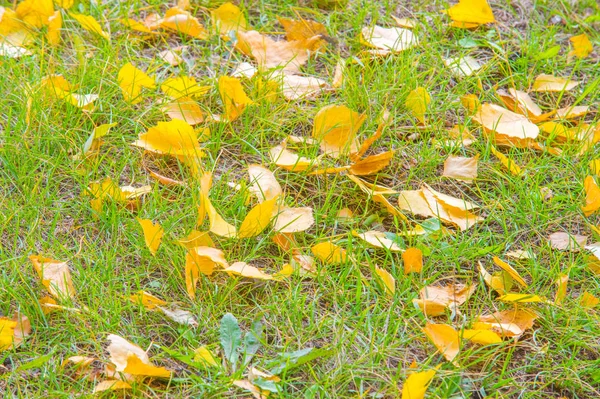 Textura Fondo Patrón Amarillo Rojo Hojas Otoño Suelo Hermosa Alfombra — Foto de Stock