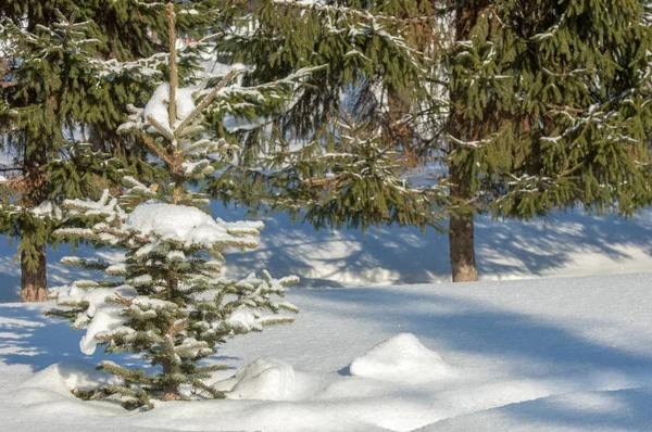 Winterlandschap Jonge Kerstbomen Bedekt Met Sneeuw Zonnige Ijzige Dag Kerstkaart — Stockfoto