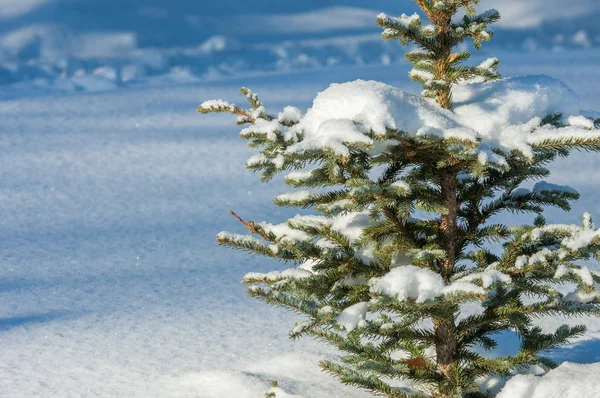 Winterlandschap Jonge Kerstbomen Bedekt Met Sneeuw Zonnige Ijzige Dag Kerstkaart — Stockfoto