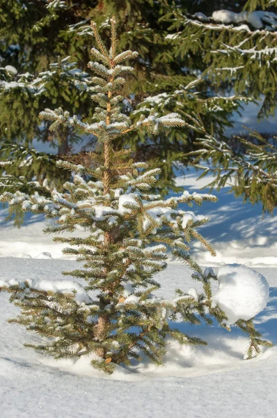 冬の風景 雪に覆われた若いクリスマスツリー 晴れた霜の日 クリスマスカード — ストック写真