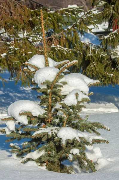 冬の風景 雪に覆われた若いクリスマスツリー 晴れた霜の日 クリスマスカード — ストック写真