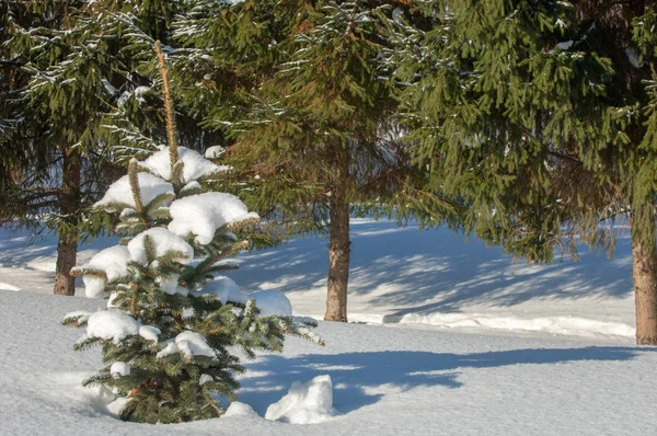 Kış Manzarası Karla Kaplı Genç Noel Ağaçları Güneşli Soğuk Bir — Stok fotoğraf