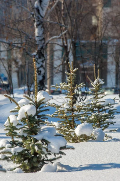 Winterlandschap Jonge Kerstbomen Bedekt Met Sneeuw Zonnige Ijzige Dag Kerstkaart — Stockfoto