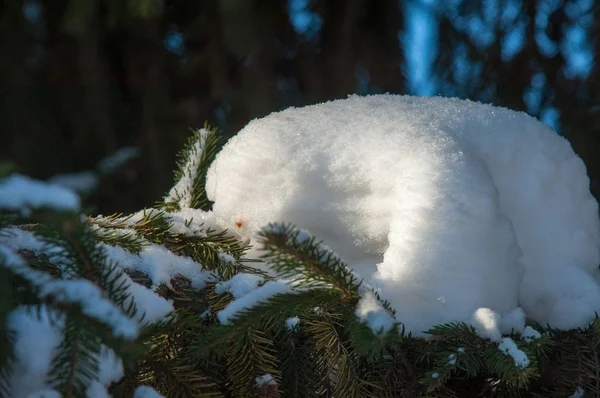 Paisagem Inverno Nos Ramos Abeto Grandes Acumulações Neve Céu Caem — Fotografia de Stock