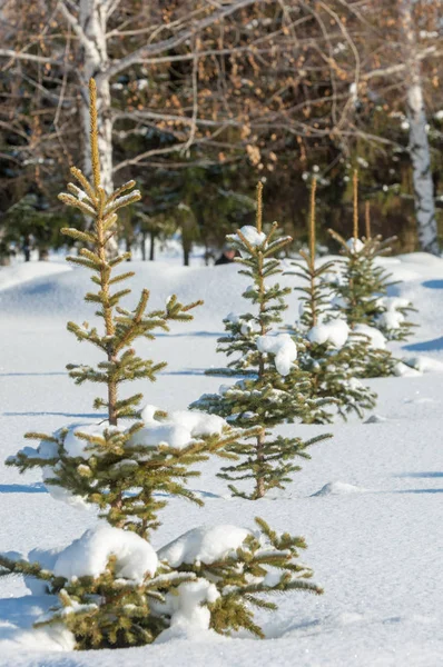 Winterlandschaft Junge Weihnachtsbäume Mit Schnee Bedeckt Sonniger Frostiger Tag Weihnachtskarte — Stockfoto