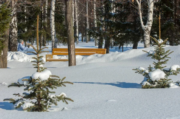 冬季风景 年轻的圣诞树被雪覆盖着 阳光灿烂的一天 圣诞贺卡 — 图库照片