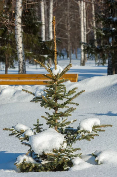 Winterlandschap Jonge Kerstbomen Bedekt Met Sneeuw Zonnige Ijzige Dag Kerstkaart — Stockfoto