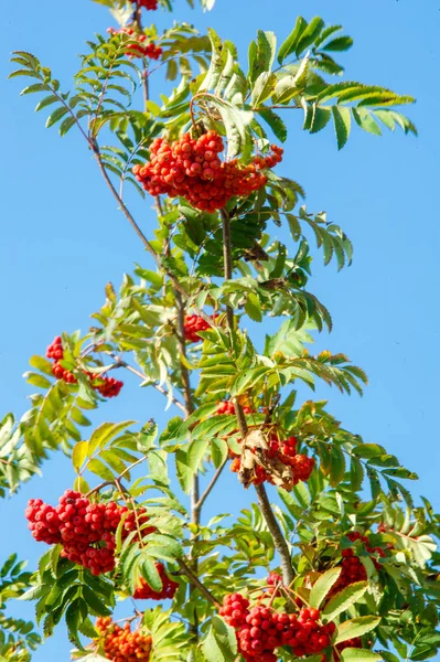 Textur Hintergrund Muster Rot Gelb Grüne Herbstblätter Einem Baum Eberesche — Stockfoto