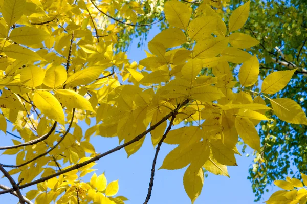 Текстура Фон Рисунок Кленовые Листья Осенью Дереве — стоковое фото