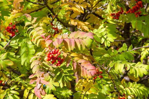 Doku Arka Plan Desen Kırmızı Sarı Yeşil Ağaç Yaprak Rowan — Stok fotoğraf