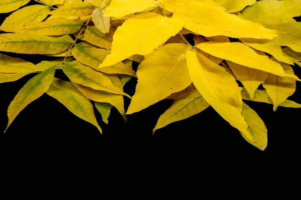 Textura Fundo Padrão Folhas Outono Diferentes Tipos Madeira — Fotografia de Stock