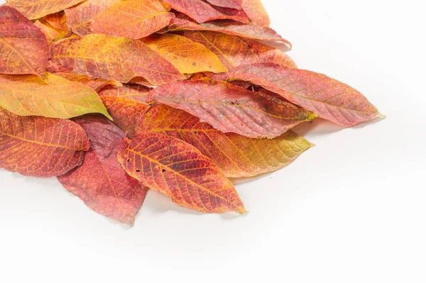 Doku, arka plan, desen. Ahşap farklı türde sonbahar yaprakları 