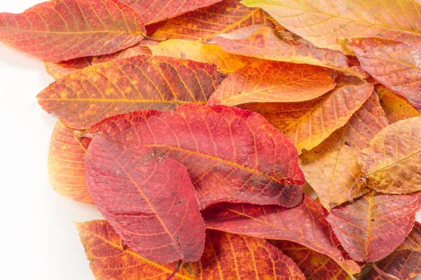 Doku, arka plan, desen. Ahşap farklı türde sonbahar yaprakları 