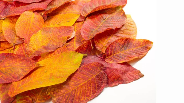 Doku, arka plan, desen. Sonbahar. kiraz yaprakları yaprakları beyaz izole arka planda