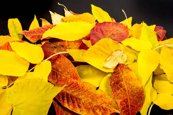 Texture, background, pattern. Autumn leaves of different types of wood isolated on a black background