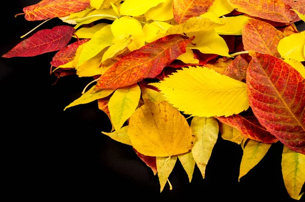 Textuur Achtergrond Patroon Herfstbladeren Van Verschillende Soorten Hout Geïsoleerd Een — Stockfoto