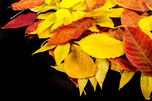 Texture, background, pattern. Autumn leaves of different types of wood isolated on a black background