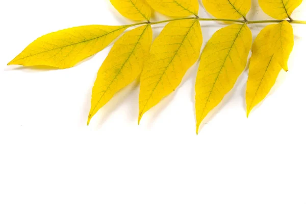 Текстура Фон Рисунок Желтые Осенние Листья Липы — стоковое фото