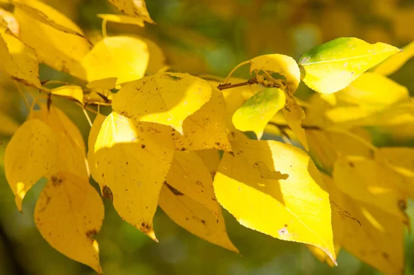 Doku, arka plan, desen. Ihlamur ağacının sarı sonbahar yaprakları