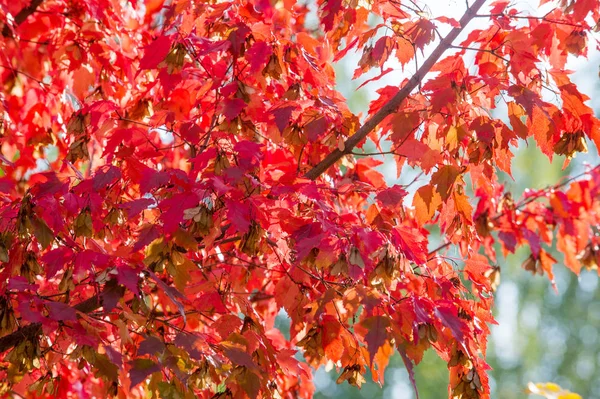 Textur Hintergrund Muster Ahornblätter Herbst Einem Baum — Stockfoto