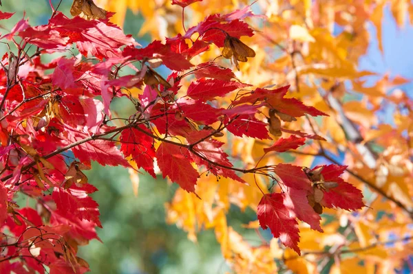 Doku, arka plan, desen. Akçaağaç Sonbahar ağaçta bırakır.