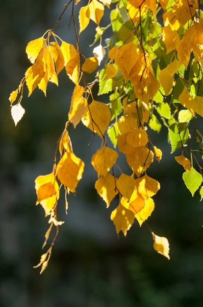 Die Herbstfarbe Der Blätter Ist Der Regel Das Grüne Laub — Stockfoto