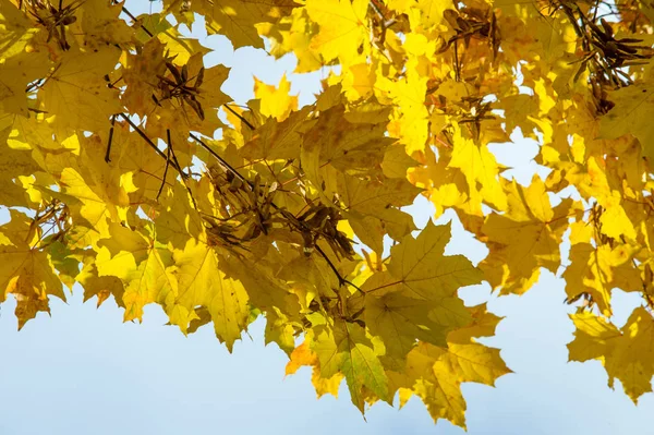 Текстура Фон Рисунок Кленовые Листья Осенью Дереве — стоковое фото