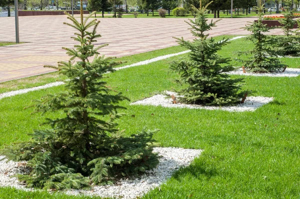 Doku arka plan görüntüsü, bahar manzara. Genç Noel ağaçları