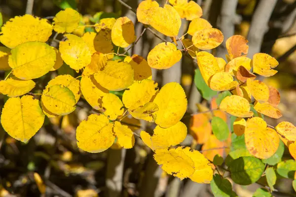 Texture Background Pattern Autumn Leaves Lindens Yellow Tree Photographed Counter — Stock Photo, Image