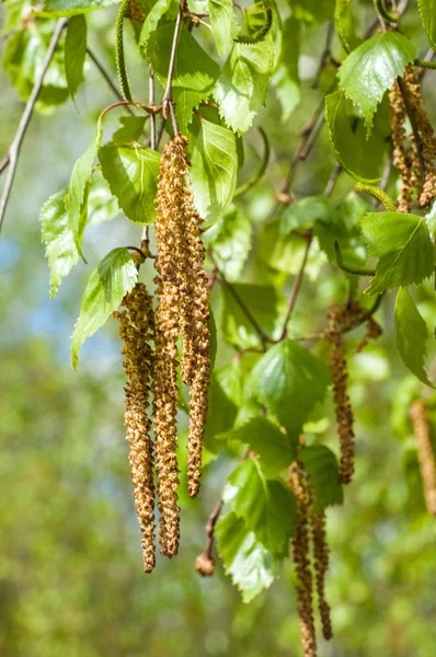 Arka plan resmi, bahar peyzaj, ağaçlar ilk yaprak dokusu
