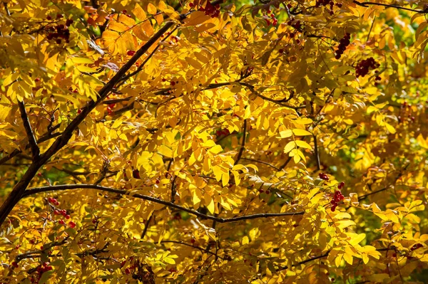 Doku, arka plan, desen. Mountain ash, sarı kırmızı yakut yaprak. Gül ailesinin bileşik yaprak, beyaz çiçekler ve kırmızı meyveler ile küçük bir yaprak döken ağaç.
