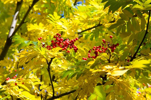 Textur Hintergrund Muster Herbstblätter Der Eberesche Gelb Rotes Rubin Ein — Stockfoto