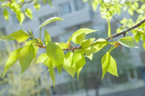 Arka plan resmi, bahar peyzaj, ağaçlar ilk yaprak dokusu