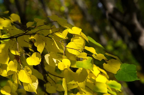 Textuur Achtergrond Patroon Gele Herfst Bladeren Van Een Boom Van — Stockfoto