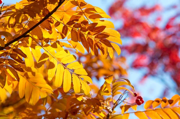 Textur Hintergrund Muster Rot Gelb Grüne Herbstblätter Einem Baum Eberesche — Stockfoto