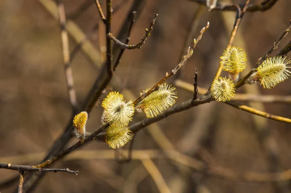 Spring Landscape Swollen Buds Willows Brightly Yellow Flowers Buds Willow — Stock Photo, Image