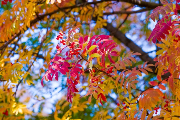 Текстура Фон Рисунок Красно Желто Зеленые Осенние Листья Дереве Роуэн — стоковое фото