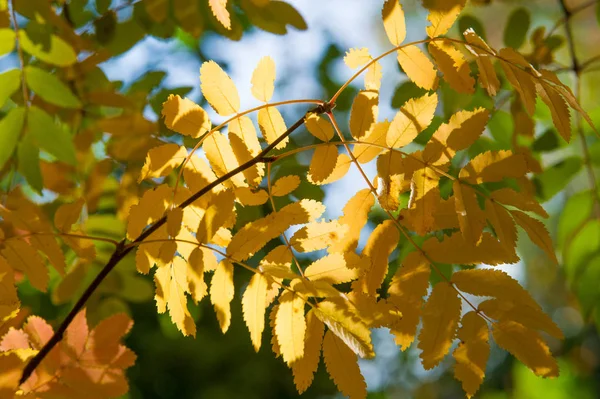 Textur Hintergrund Muster Rot Gelb Grüne Herbstblätter Einem Baum Eberesche — Stockfoto