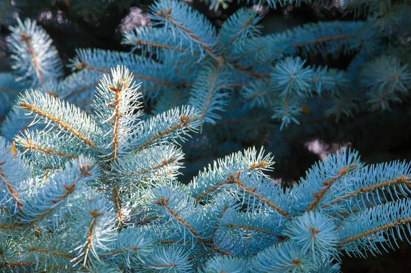 Textura Fondo Patrón Abeto Azul Abeto Norteamericano Con Agujas Afiladas —  Fotos de Stock