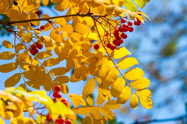 Textura Fondo Patrón Hojas Otoñales Fresno Montaña Rubí Rojo Amarillo —  Fotos de Stock