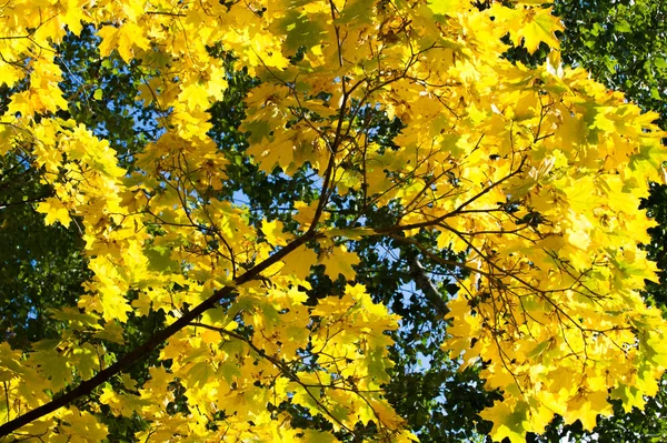 Textur Hintergrund Muster Herbst Ahornblätter Baum Rot Gelb Orange — Stockfoto