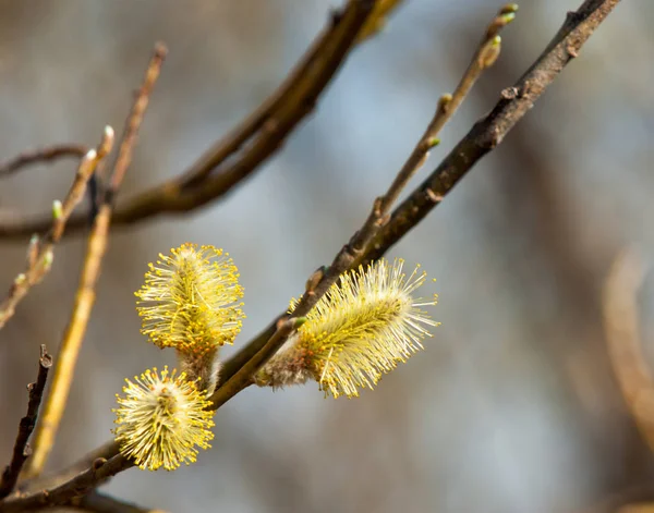 Bahar Manzara Willows Şişmiş Tomurcukları Parlak Sarı Çiçek Tomurcukları Söğüt — Stok fotoğraf