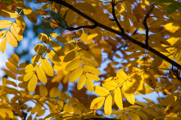 Textur Hintergrund Muster Herbstblätter Der Eberesche Gelb Rotes Rubin Ein — Stockfoto