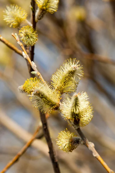 Spring Landscape Swollen Buds Willows Brightly Yellow Flowers Buds Willow — Stock Photo, Image