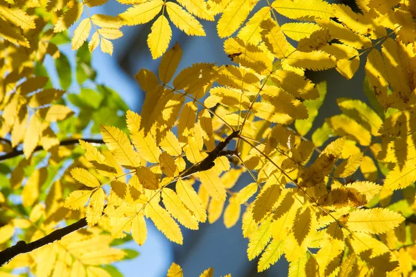 Текстура Фон Рисунок Осенние Листья Горного Пепла Желтый Красный Рубин — стоковое фото