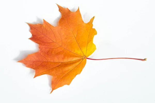 Texture Fond Motif Feuilles Automne Sur Fond Blanc Isolé Maple — Photo