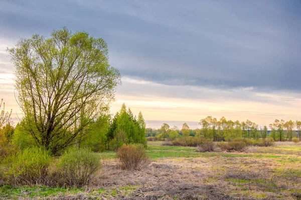 Bahar peyzaj, gündoğumu gündoğumu. Çayır ağaçları, kırsal manzara ile. manzara. Alan ve çim. 